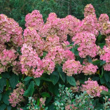 Hortensia roz (Hydrangea paniculata Pink Diamond)