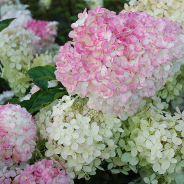 Hortensia roz (Hydrangea paniculata Vanille Fraise), arbust ornamental, flori roz - Img 3
