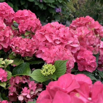 Hortensia Sibilla (Hydrangea macrophylla Sibilla), arbust ornamental