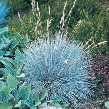 Iarbă albastră (Festuca valesiaca Glaucantha), iarba decorativa
