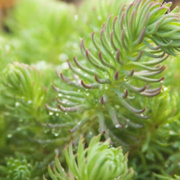 Iarba de soaldina (Sedum forsterianum Oracle), vesnic verde, planta ornamentala - Img 2