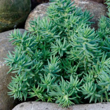 Iarbă de soaldina (Sedum reflexum), planta perena