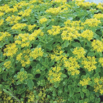 Iarbă de șoaldina (Sedum selskianum) ghiveci 3L, vesnic verde, planta perena - Img 2