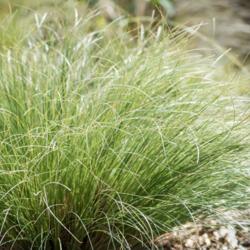 Iarba decorativa (Carex albula Amazon Mist), vesnic verde, planta cu flori, flori alb