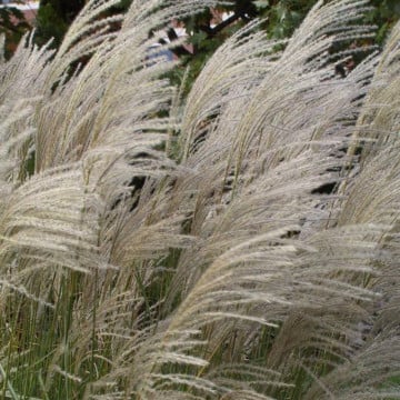 Iarba elefantului Graziella (Miscanthus sin. 'Graziella'), iarba decorativa - Img 2