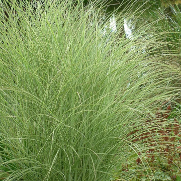 Iarba elefantului (Miscanthus sin. Morning Light), iarba decorativa