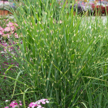 Iarba elefantului (Miscanthus sin. Strictus), iarba decorativa - Img 2