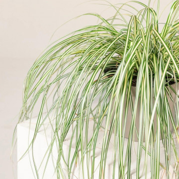 Iarba galbena (Carex oshimensis Evergold), vesnic verde, planta perena - Img 2