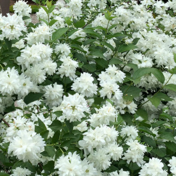 Iasomie batuta (Philadelphus Minnesota Snowflake), planta gard viu, arbust ornamental, planta melifera - Img 2