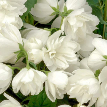 Iasomie batuta (Philadelphus Snowbelle), planta gard viu, arbust ornamental, planta melifera - Img 3