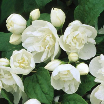Iasomie batuta (Philadelphus virginal), planta gard viu, planta ornamentala, planta melifera