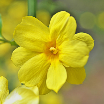 Iasomie de iarna (Jasminum nudiflorum), planta gard viu, arbust ornamental, flori galbene - Img 4
