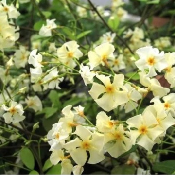 Iasomie stea (Trachelospermum Christabel Bielenberg), vesnic verde, planta cataratoare, flori alb - Img 2