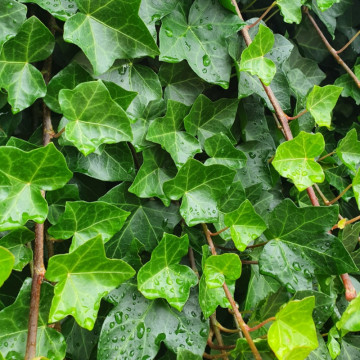 Iedera (Hedera hibernica) 80 cm, planta gard viu, vesnic verde - Img 3