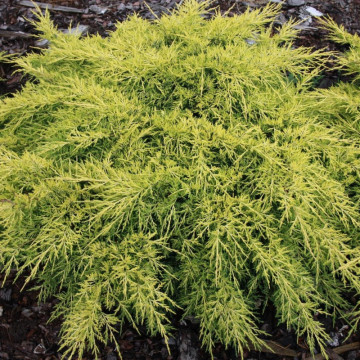Ienupar auriu (Juniperus pfitzeriana King of spring) ghiveci 3 l, planta gard viu, vesnic verde, frunzis galben