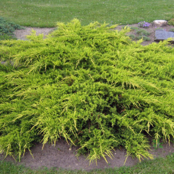 Ienupar galbui (Juniperus ch. Kuriwao Gold) 30-50 cm, vesnic verde, conifer ornamental, frunzis galben - Img 2