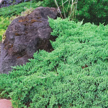 Ienupăr pitic (Juniperus Procumbens Nana), vesnic verde, conifer ornamental