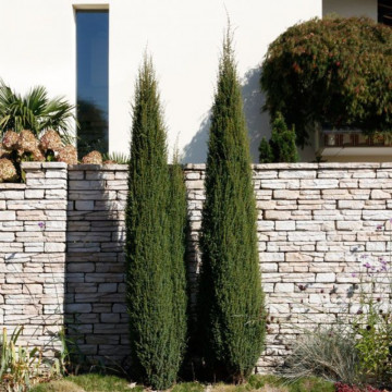 Ienupar Sentinel (Juniperus communis Sentinel) - Img 3