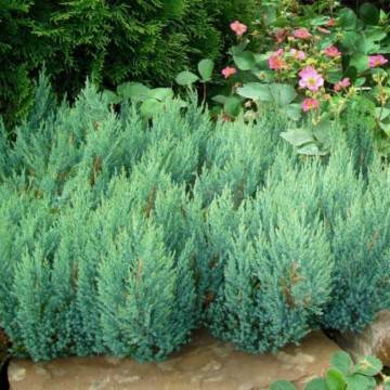 Ienupar tarator albastru (Juniperus sq. Blue Forest) ghiveci 2 l