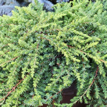 Ienupar tarator verde (Juniperus comm. Greenmantle), vesnic verde, planta acoperitoare de sol - Img 2
