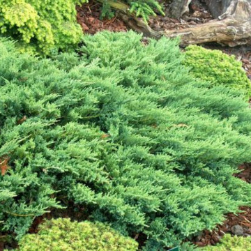 Ienupar tarator verde (Juniperus horiz. Tamariscifolia) 80-100 cm, vesnic verde, planta acoperitoare de sol - Img 2