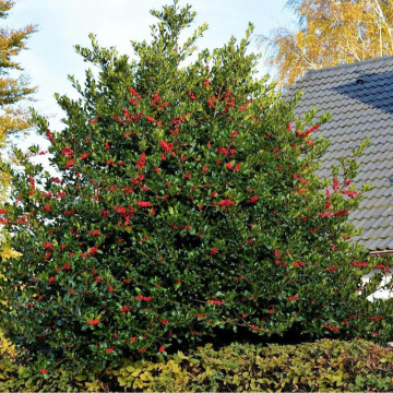 Ilex Alaska (Ilex aquif. Alaska), vesnic verde, arbust ornamental - Img 3