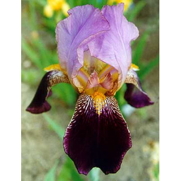 Iris Ambassadeur