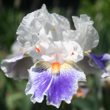 Iris Americans patriot, planta perena, flori alb, mov
