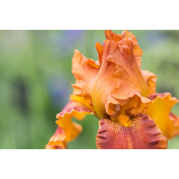 Iris 'Carnival time', planta ornamentala, planta parfumata, flori portocaliu - Img 2