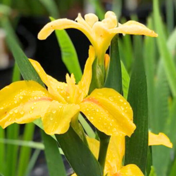 Iris louisiana Laura louise, planta perena, planta parfumata, flori galbene