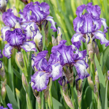Iris Petit polka, planta perena, flori alb, mov - Img 3