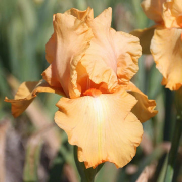 Iris 'Robusto', planta ornamentala, planta parfumata, flori portocaliu