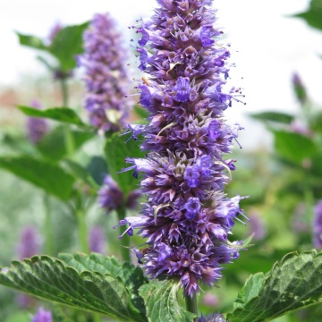 Isop de anason (Agastache foenicum), planta perena, planta aromatica, planta parfumata - Img 3