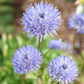 Jasione laevis Blue Light, planta perena, flori albastru - Img 3