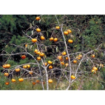 Kaki (Diospyros kaki) - Img 2