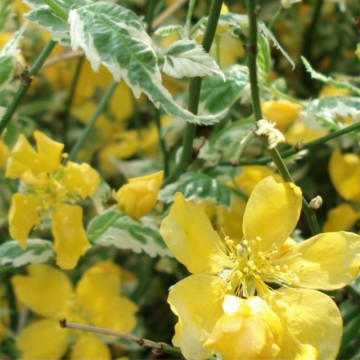 Keria variegata (Kerria japonica Aureovariegata), arbust ornamental, flori galbene - Img 3