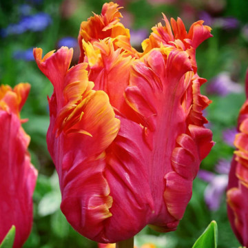 Lalele Amazing Parrot (Tulips Amazing Parrot), bulbi lalele, flori alb, galben, roz
