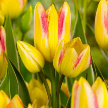 Lalele Antoinette (Tulips Antoinette), bulbi lalele, flori galben, portocaliu