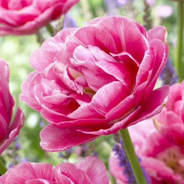 Lalele Aveyron (Tulips Aveyron), bulbi lalele, flori roz