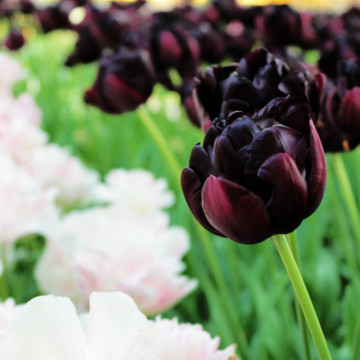 Lalele Black hero (Tulips Black Hero), bulbi lalele, flori negru - Img 2