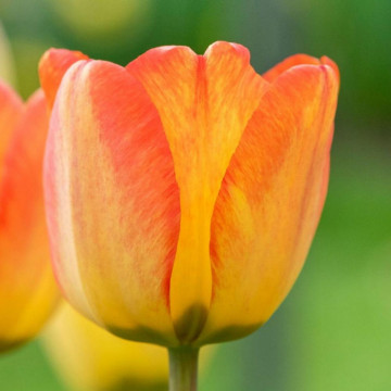 Lalele Blushing Apeldoorn (Tulips Blushing Apeldoorn), bulbi lalele, flori portocaliu