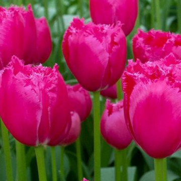 Lalele Burgundy lace (Tulips Burgundy lace), bulbi lalele, flori rosu - Img 2