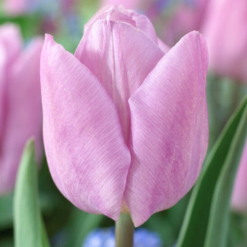 Lalele Candy Prince (Tulips Candy Prince), bulbi lalele, flori mov