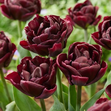 Lalele Canyon (Tulips Canyon), bulbi lalele, flori rosu - Img 2