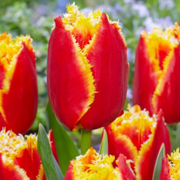 Lalele Davenport (Tulips Davenport), bulbi lalele, flori galben, rosu