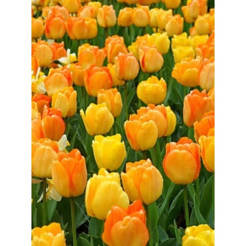 Lalele Daydream (Tulips Daydream) - Img 2