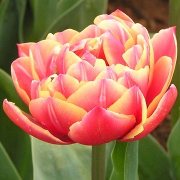 Lalele Double Focus (Tulips Double Focus), bulbi lalele, flori galben, portocaliu - Img 2