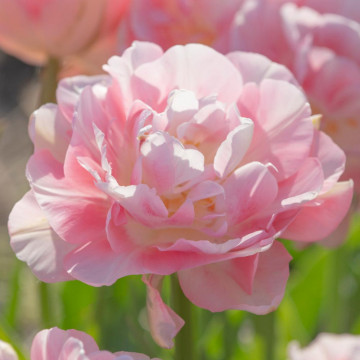 Lalele Finola (Tulips Finola), bulbi lalele, flori alb, roz - Img 2