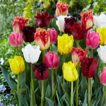 Lalele Fringed Mix (Tulips Fringed Mix)