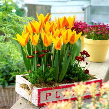 Lalele Giuseppe Verdi (Tulips Giuseppe Verdi), bulbi lalele, flori galben, rosu - Img 6